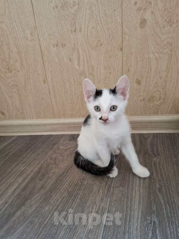 Кошки в Ставрополе: Отдам котёнка девочка Девочка, Бесплатно - фото 7