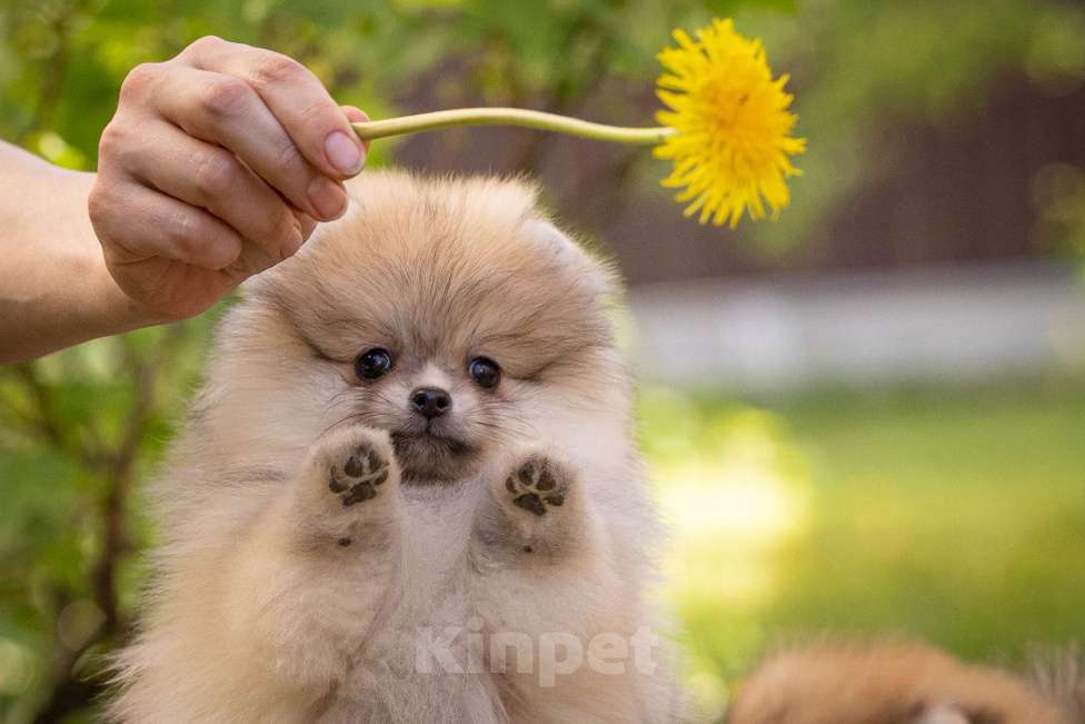 Собаки в Москве: Померанский шпиц девочка Девочка, 80 000 руб. - фото 3