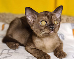 Кошки в Ростове-на-Дону: Европейская Бурма котята Девочка, Бесплатно - фото 3