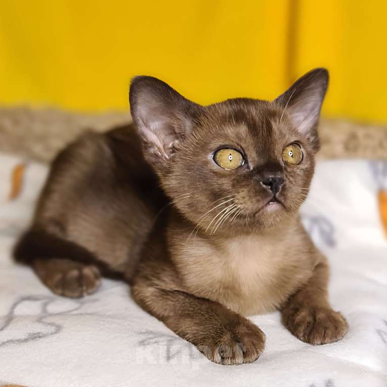Кошки в Ростове-на-Дону: Европейская Бурма котята Девочка, Бесплатно - фото 3