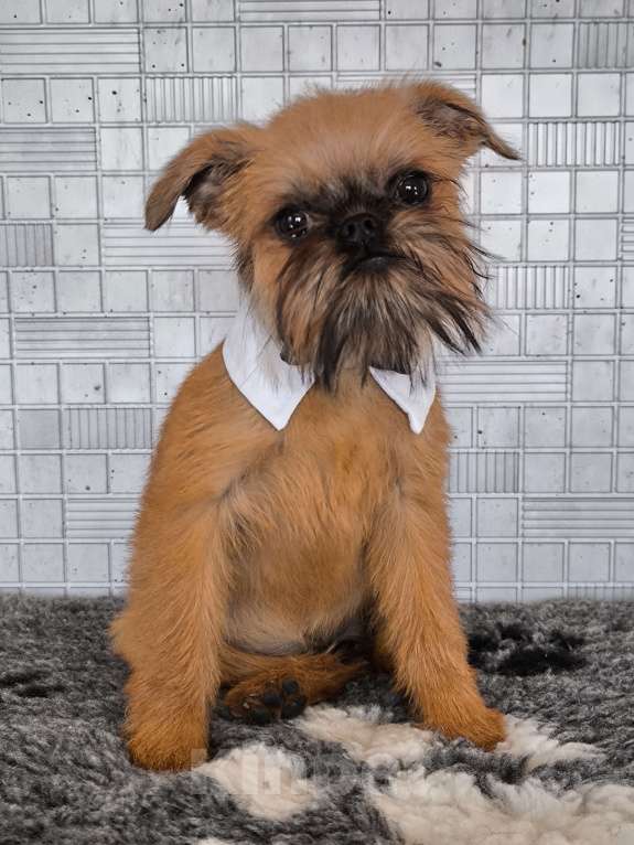 Собаки в Хабаровске: Щенок брюссельского гриффона Девочка, 45 000 руб. - фото 2