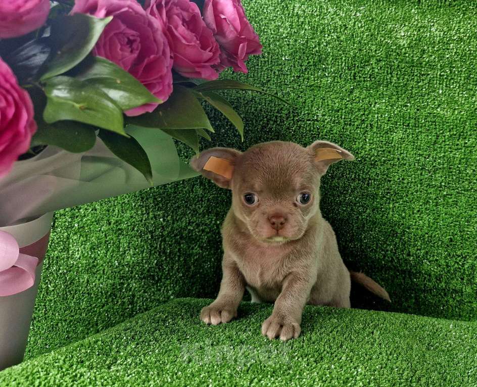 Собаки в Краснодаре: Липовый с белым девочка  Девочка, 60 000 руб. - фото 3