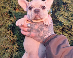 Собаки в Санкт-Петербурге: Щенки французского бульдога Мальчик, 35 000 руб. - фото 2