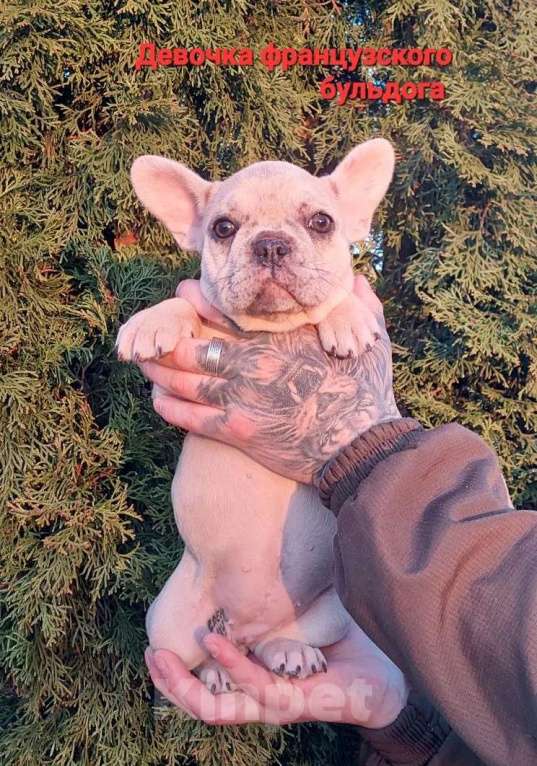 Собаки в Санкт-Петербурге: Щенки французского бульдога Мальчик, 35 000 руб. - фото 2