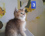 Кошки в Люберцах: Шотландские котята Мальчик, 15 000 руб. - фото 6