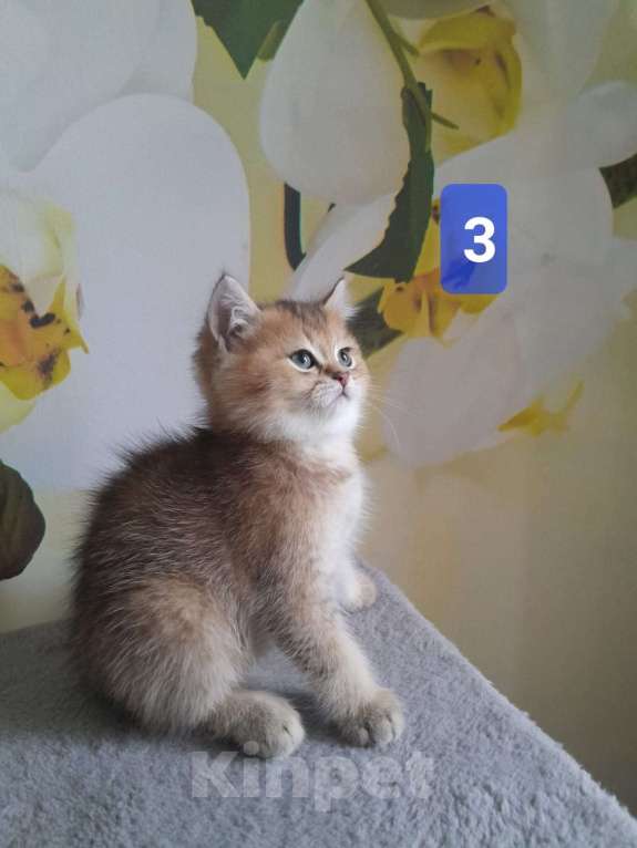 Кошки в Люберцах: Шотландские котята Мальчик, 15 000 руб. - фото 6