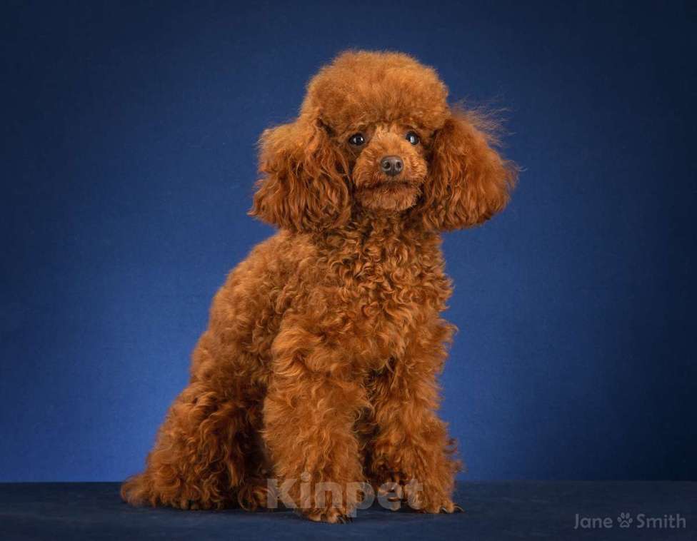 Собаки в Москве: Идеальный крашечный мальчик мальтипу Ф1 Мальчик, Бесплатно - фото 3