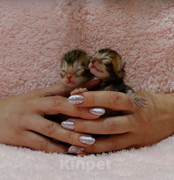 Кошки в Воронеже: Бенгальская девочка Девочка, 20 000 руб. - фото 1