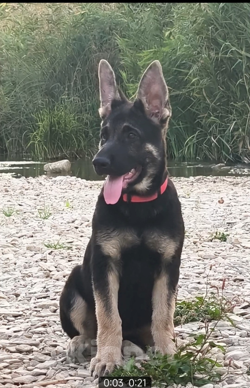 Собаки в Крымске: Щенки ВЕО Разнополые, 60 000 руб. - фото 5