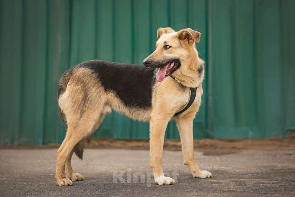 Собаки в Москве: Дионис Мальчик, Бесплатно - фото 3