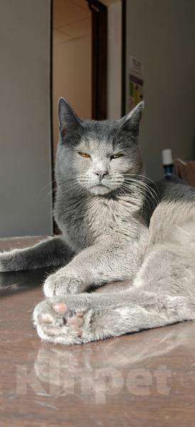 Кошки в Москве: Красавица Буся в добрые руки. Девочка, Бесплатно - фото 5