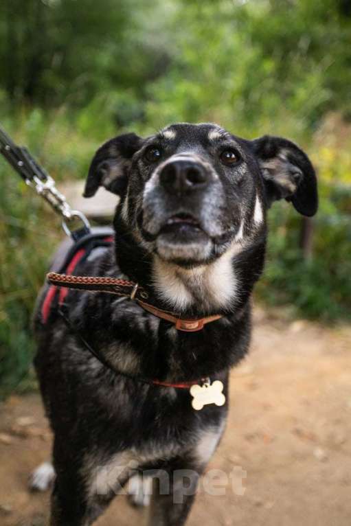 Собаки в Москве: Табити Девочка, Бесплатно - фото 15