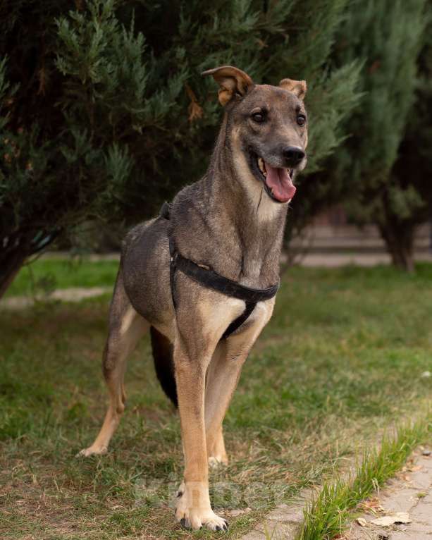 Собаки в Москве: Лори Мальчик, Бесплатно - фото 8