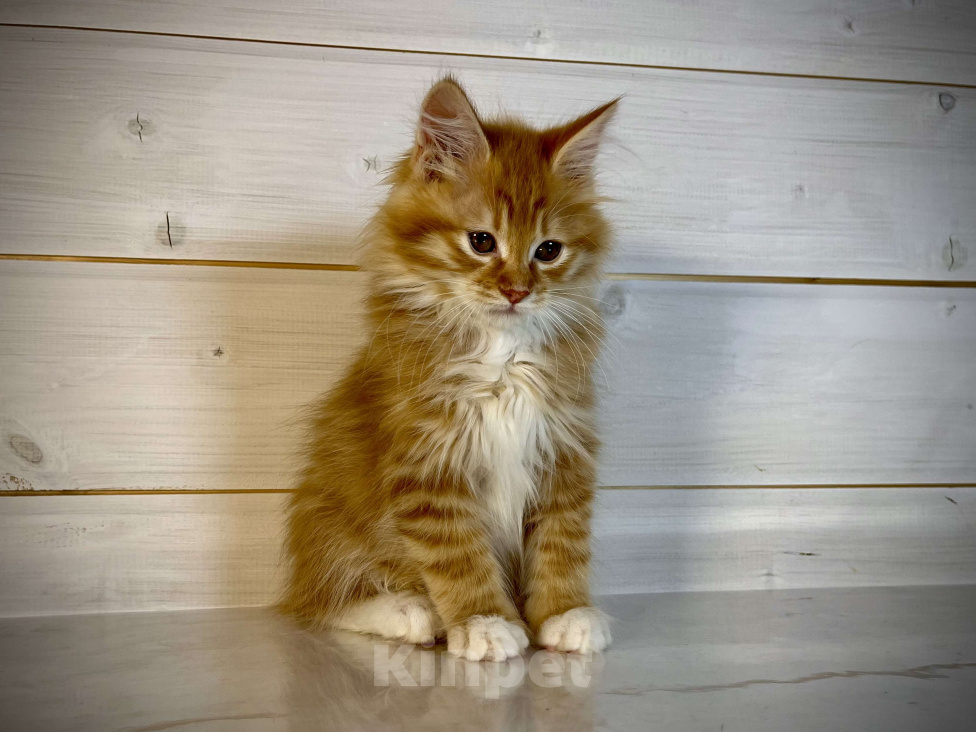 Кошки в других городах Московской области: Present of Rufus Vallis Мальчик, 50 000 руб. - фото 4