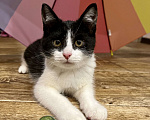 Кошки в Энгельс: Котенок в добрые руки Девочка, 1 руб. - фото 1