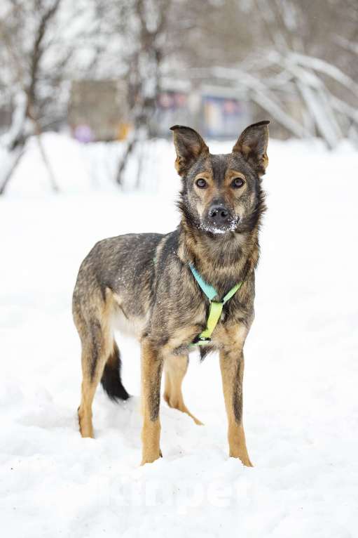 Собаки в Москве: Миниатюрная Мята в поисках заботливой семьи Девочка, Бесплатно - фото 4