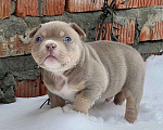 Собаки в Москве: Мальчик  Мальчик, 200 000 руб. - фото 5