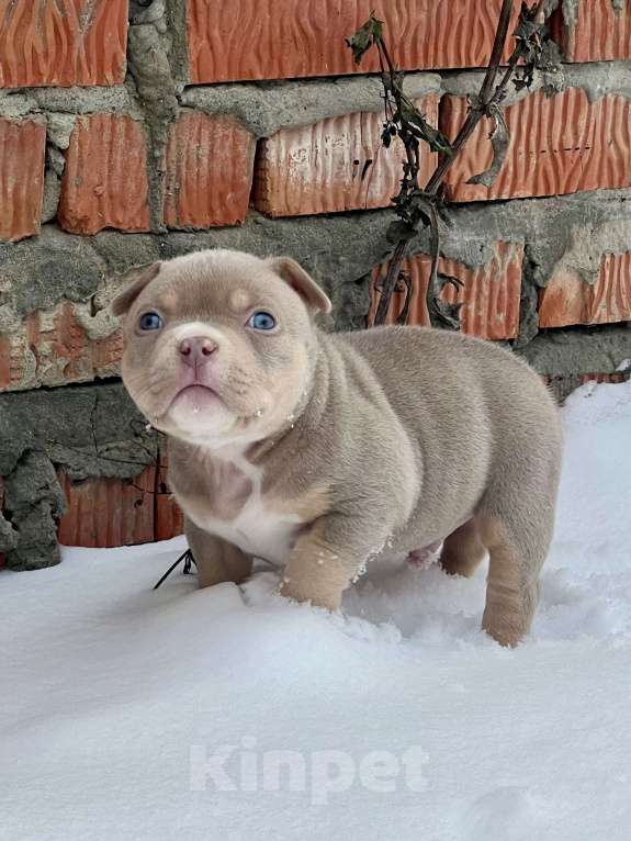 Собаки в Москве: Мальчик  Мальчик, 200 000 руб. - фото 5
