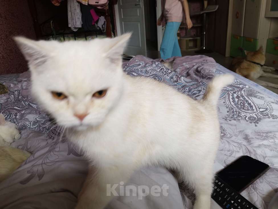 Кошки в Москве: Шотландские котята  Мальчик, 10 000 руб. - фото 2