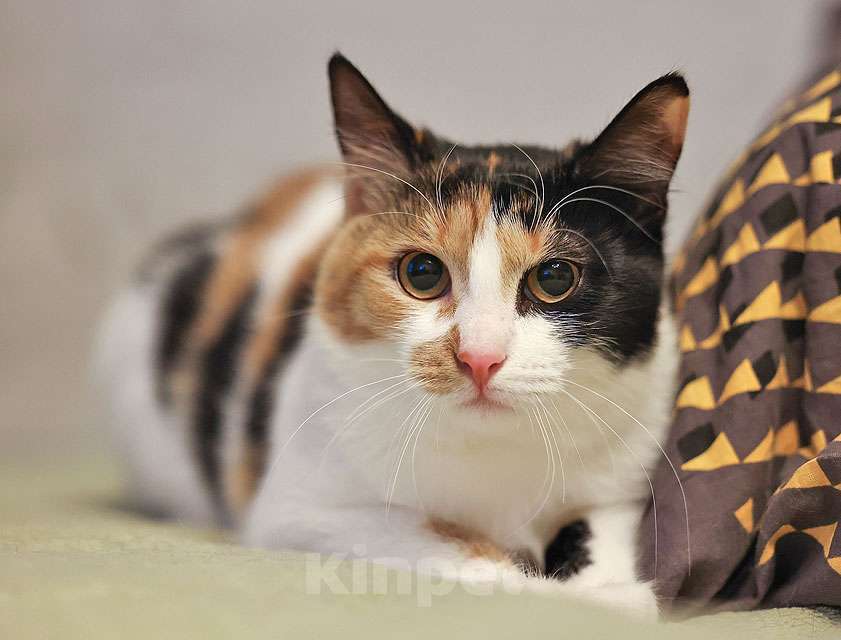 Кошки в Москве: Очаровательная трёхцветка Лора в поиске дома Девочка, 10 руб. - фото 8