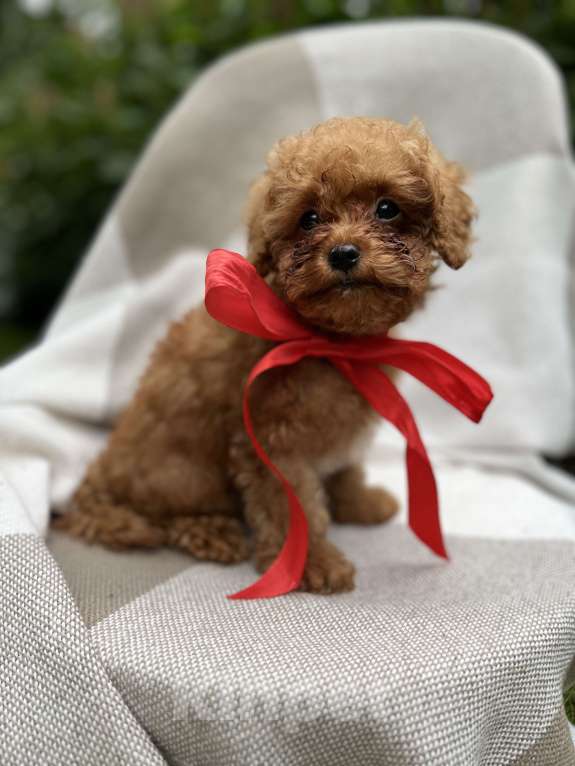 Собаки в Москве: Щенки мальтипу  Мальчик, 200 000 руб. - фото 5