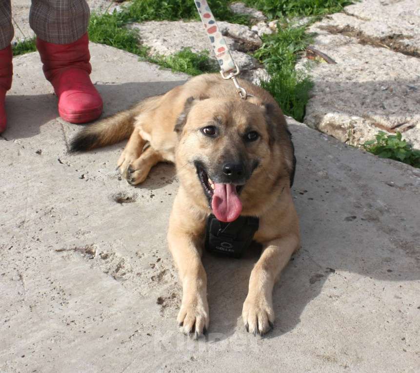 Собаки в Москве: ШАНС на дом и семью для ласкуши Ладушки Девочка, Бесплатно - фото 9