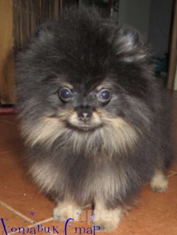 Собаки в Москве: Шпиц. Мальчик. Мальчик, Бесплатно - фото 1