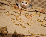 Кошки в Москве: Котёнок в добрые руки Девочка, Бесплатно - фото 1