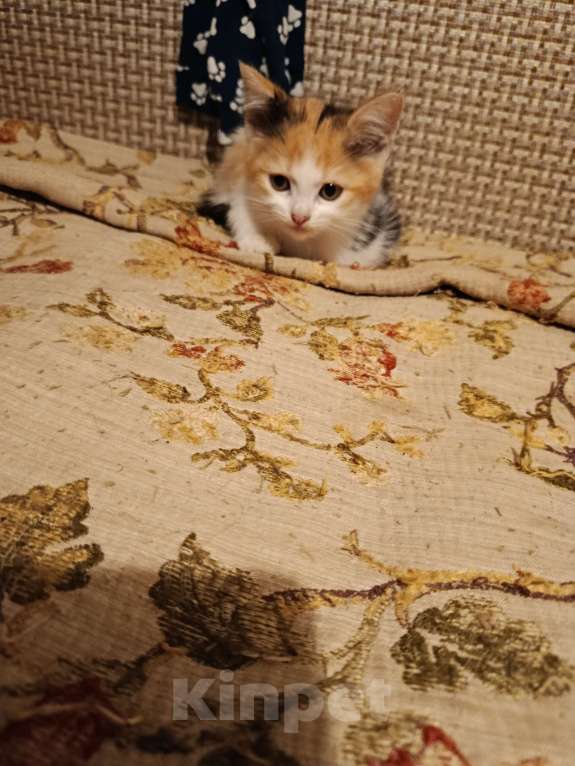 Кошки в Москве: Котёнок в добрые руки Девочка, Бесплатно - фото 1