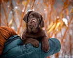 Собаки в Москве: Лабрадор шоколадный, девочка мальчик, РКФ Мальчик, 60 000 руб. - фото 9