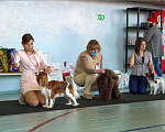 Собаки в Кинели: Доступен для вязки, 20 000 руб. - фото 1