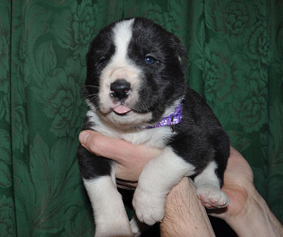 Щенки алабая (среднеазиатской овчарки)