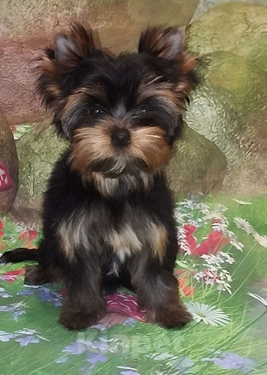 Собаки в Бердске: Щенки йоркширского терьера Девочка, Бесплатно - фото 3