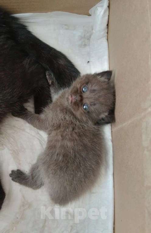 Кошки в Ростове-на-Дону: Шотландские вислоухие Разнополые, 15 000 руб. - фото 5