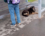 Собаки в Клине: Ищет дом  Девочка, Бесплатно - фото 1
