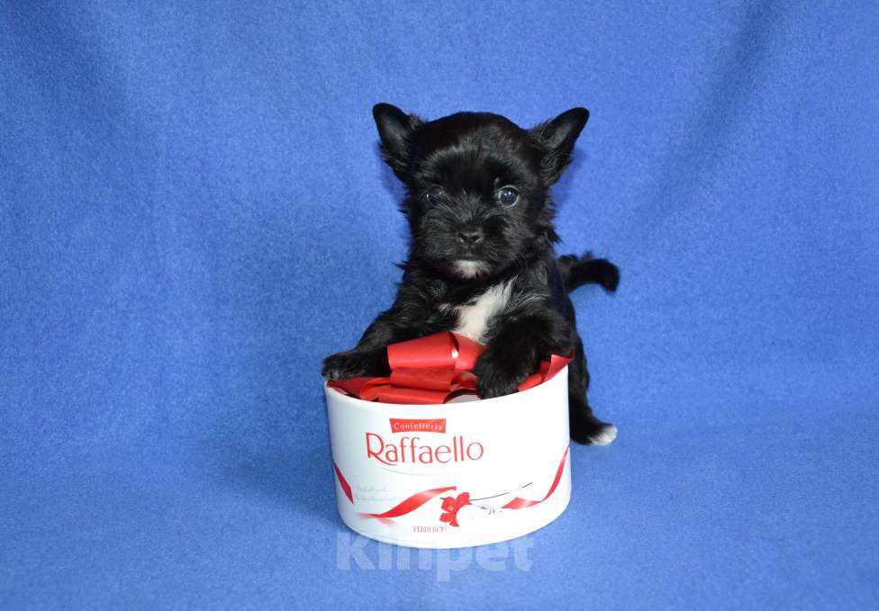 Собаки в Москве: Щенки цветного йорка-черный жемчуг  Девочка, 50 000 руб. - фото 3