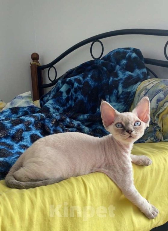 Кошки в Сочи: Котенок Девон рекс Мальчик, 55 000 руб. - фото 4