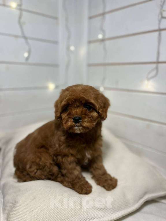 Собаки в других городах Московской области: щенки породы Кавапу Девочка, 120 000 руб. - фото 4