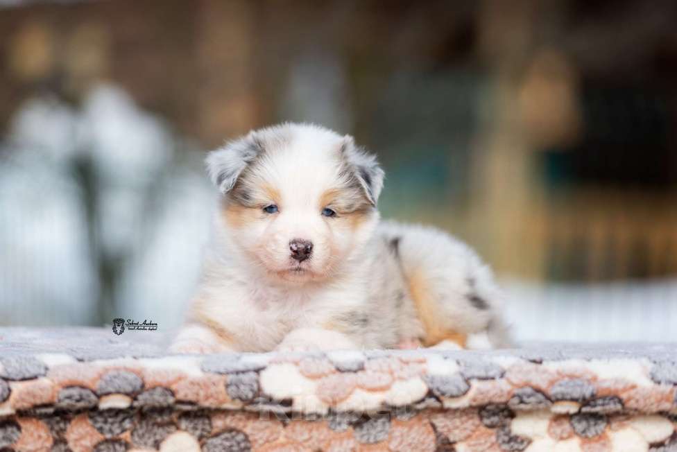 Собаки в Москве: Австралийская овчарка, щенок аусси Девочка, 150 000 руб. - фото 5