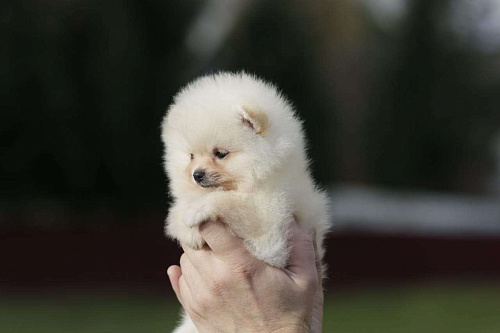 Померанский шпиц, мальчик