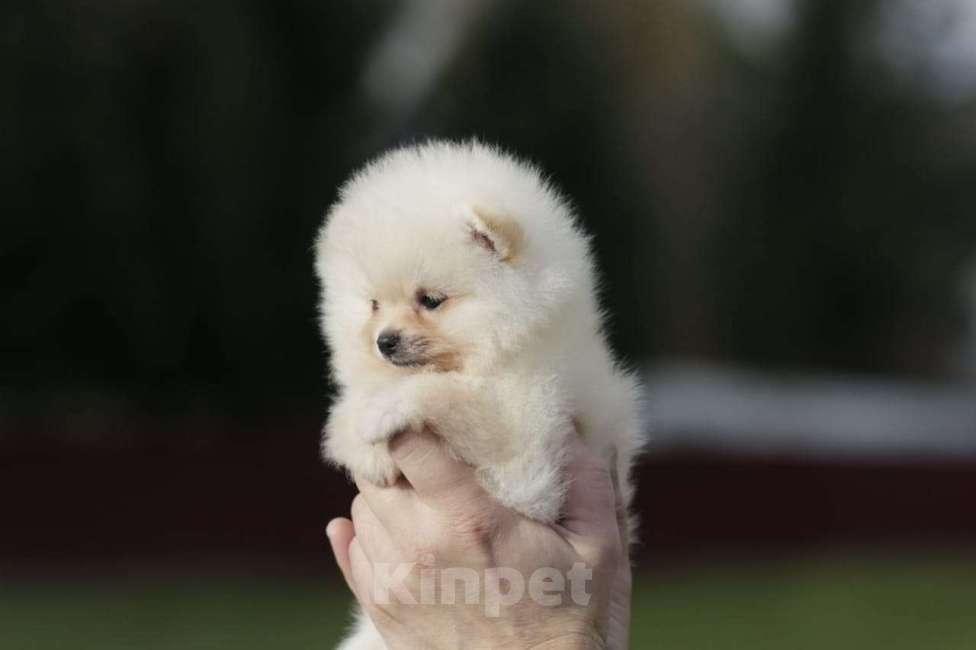 Собаки в Москве: Померанский шпиц, мальчик  Мальчик, Бесплатно - фото 1