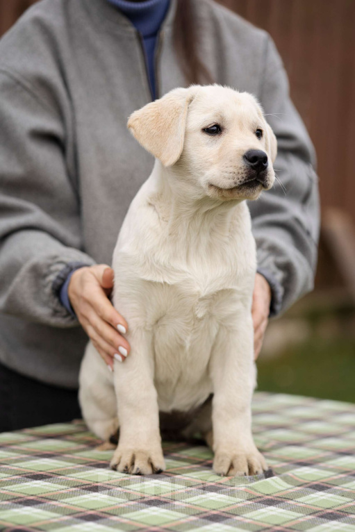 Собаки в Санкт-Петербурге: Породные Щенки  Лабрадора  Мальчик, Бесплатно - фото 5