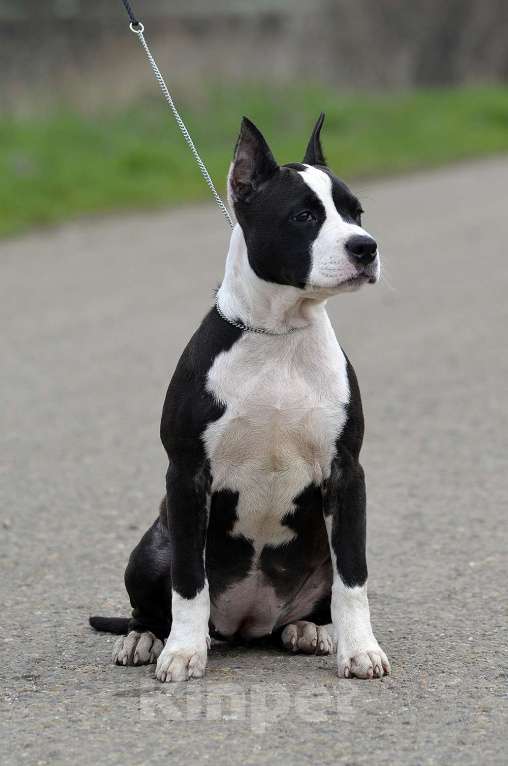 Собаки в Краснодаре: Девочка амстаффа с документами РКФ Девочка, 50 000 руб. - фото 2