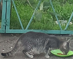 Кошки в Красноярске: Котенок пушистик Мальчик, Бесплатно - фото 1