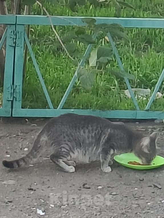 Кошки в Красноярске: Котенок пушистик Мальчик, Бесплатно - фото 1