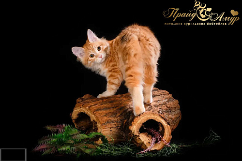 Кошечка Маняша