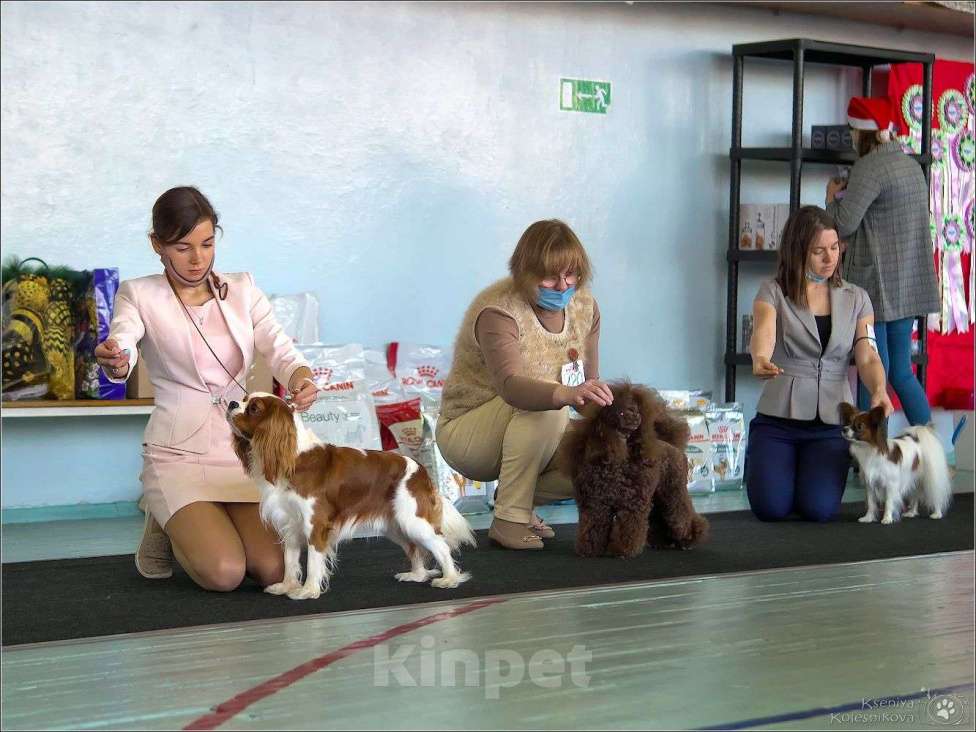 Собаки в Кинели: Доступен для вязки, 20 000 руб. - фото 1