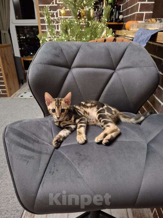 Кошки в Ростове-на-Дону: Бенгальские котята Девочка, 17 000 руб. - фото 6