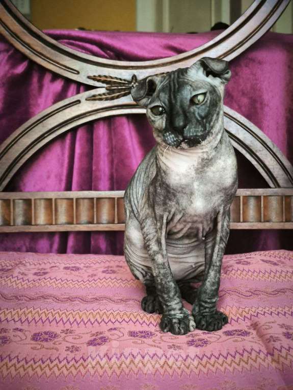 Кошки в Москве: Голорожденная вислоухая девочка украинский левкой Девочка, Бесплатно - фото 2