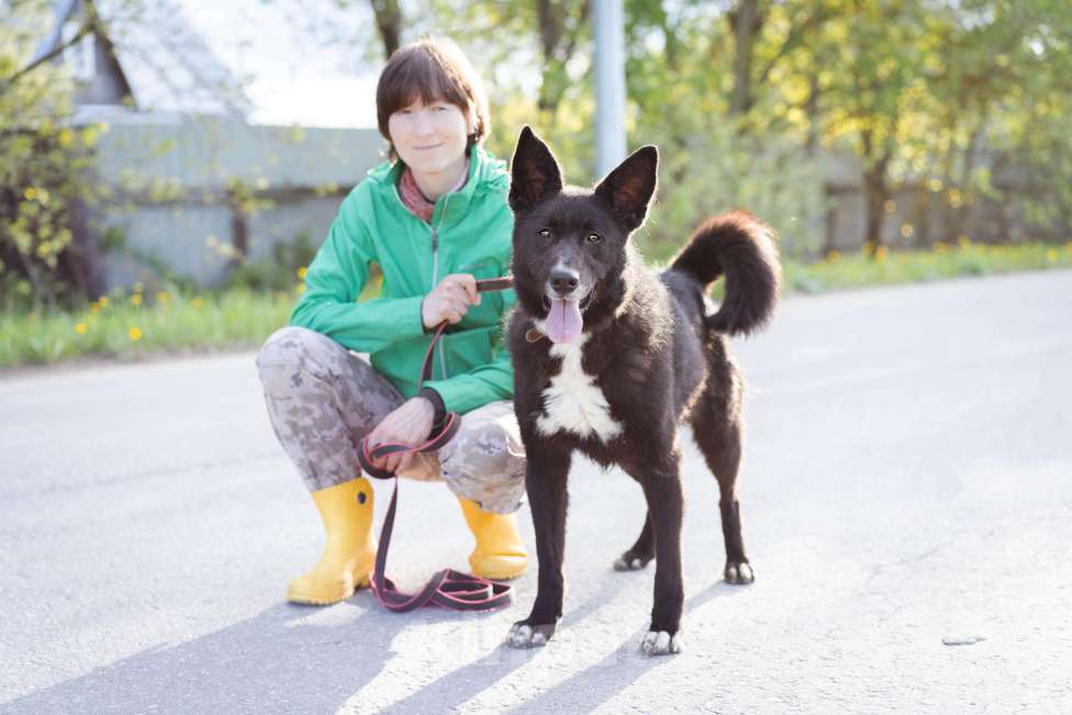 Собаки в Москве: Собака-компаньон в добрые руки! Мальчик, Бесплатно - фото 5